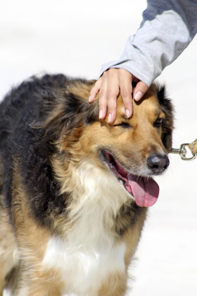 perro, trust, attachment, love, dog love, dog training, show of affection, companionship, esteem, grown dog, happy dog, dog training, dog training, dog training, dog training, dog training, esteem, happy dog